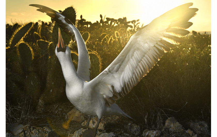 © Thomas P. Peschak (National Geographic), Galapagos: Rocking the Cradle - III miejsce w kategorii NATURE STORIES / Cztery główne prądy oceaniczne zbiegają się wzdłuż archipelagu Galapagos, tworząc warunki dla niezwykłej różnorodności zwierząt.