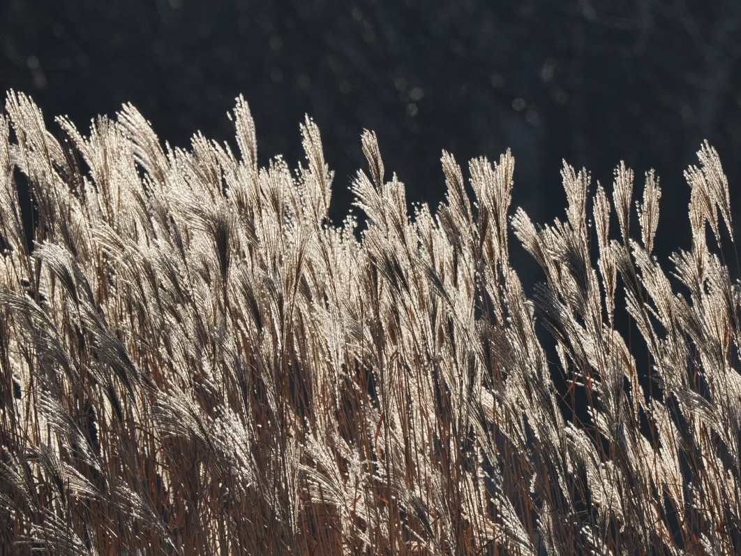 1/8000 s, f/8, ISO 3200, 400.0 mm