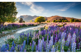 fot. Richard Bloom - laureat nagrody Grand Prix i pierwszego miejsca w kategorii Wildflower Landscapes