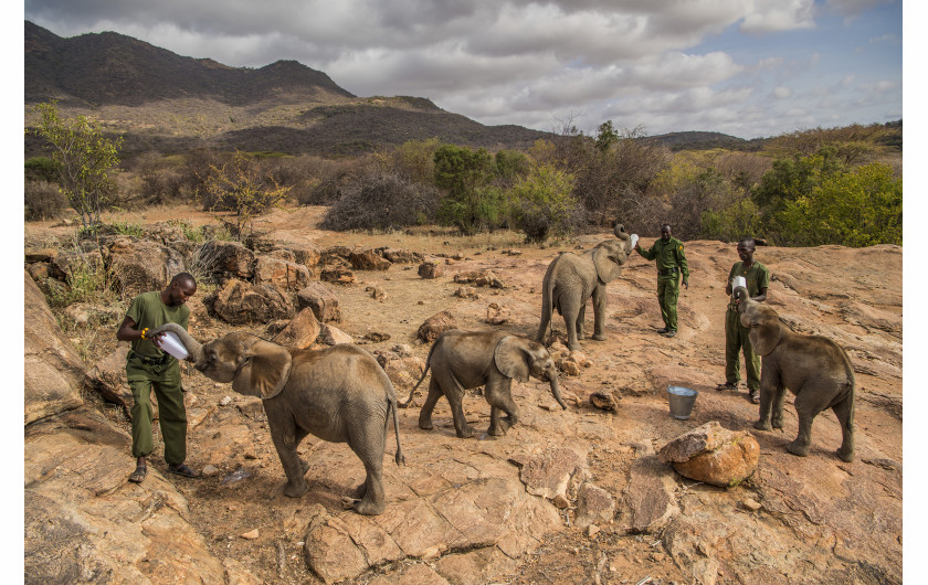© Ami Vitale (National Geographic), Warriors Who Once Feared Elephants Now Protect Them - I miejsce w kategorii NATURE STORIES / Osierocone i porzucone słonie zostają zrehabilitowane i zwrócone na wolność w Reteti Elephant Sanctuary w północnej Kenii.