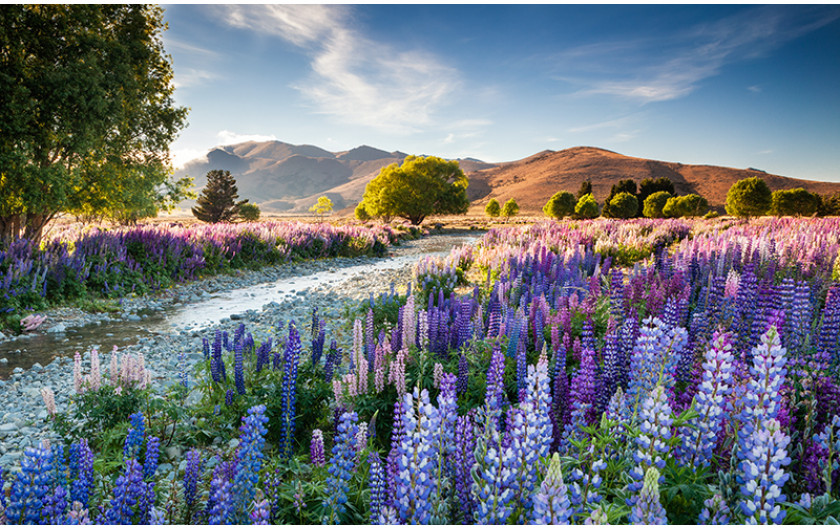 fot. Richard Bloom - laureat nagrody Grand Prix i pierwszego miejsca w kategorii Wildflower Landscapes