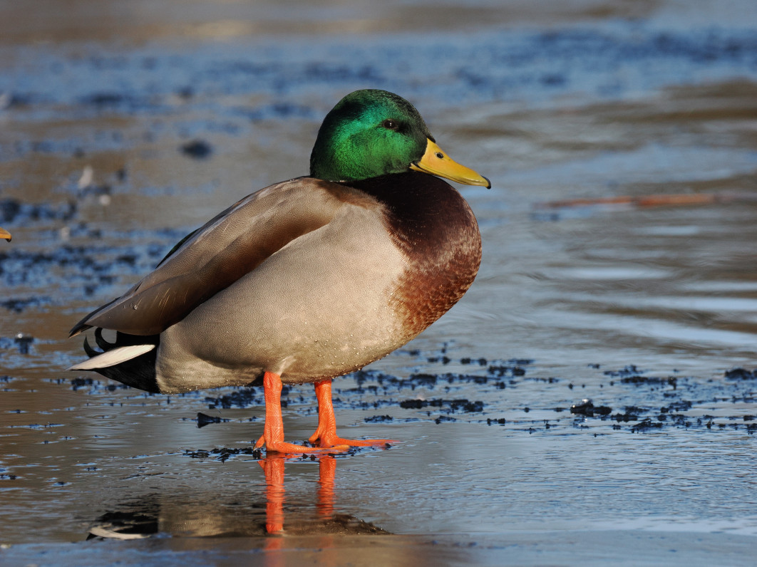 1/1250 s, f/8, ISO 800, 314.0 mm