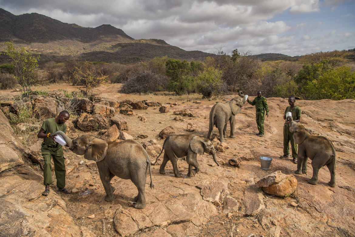 © Ami Vitale (National Geographic), "Warriors Who Once Feared Elephants Now Protect Them" - I miejsce w kategorii NATURE STORIES / Osierocone i porzucone słonie zostają zrehabilitowane i zwrócone na wolność w Reteti Elephant Sanctuary w północnej Kenii.