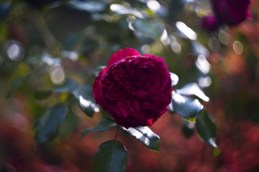 Biotar 58mm f/2