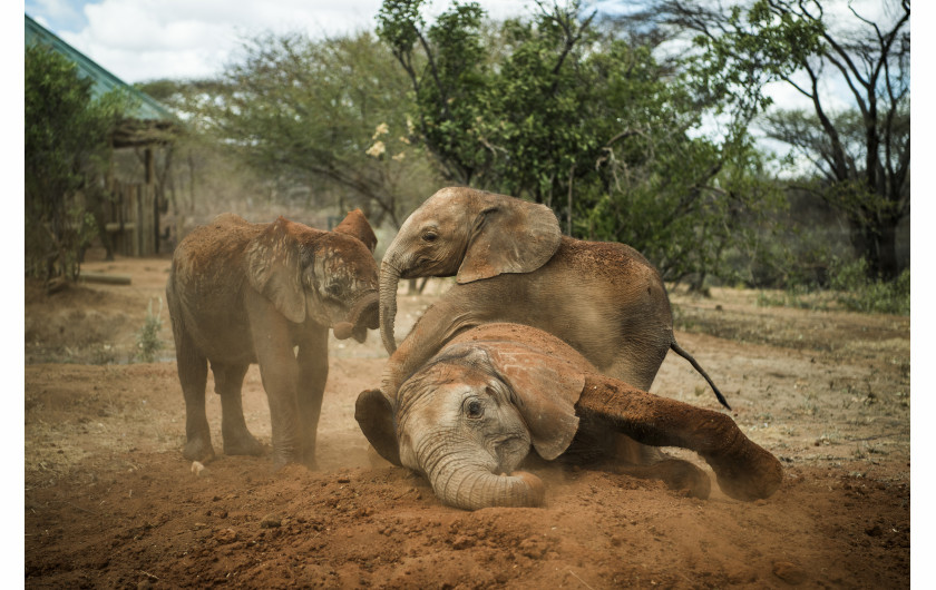 © Ami Vitale (National Geographic), Warriors Who Once Feared Elephants Now Protect Them - I miejsce w kategorii NATURE STORIES / Osierocone i porzucone słonie zostają zrehabilitowane i zwrócone na wolność w Reteti Elephant Sanctuary w północnej Kenii.