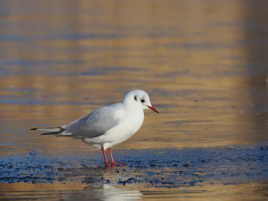 1/1250 s, f/8, ISO 800, 374.0 mm