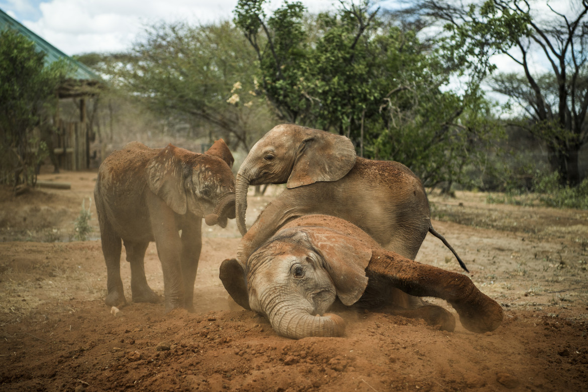 © Ami Vitale (National Geographic), "Warriors Who Once Feared Elephants Now Protect Them" - I miejsce w kategorii NATURE STORIES / Osierocone i porzucone słonie zostają zrehabilitowane i zwrócone na wolność w Reteti Elephant Sanctuary w północnej Kenii.