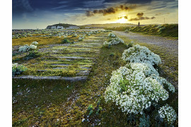 fot. Matthew Thomas - III miejsce w kategorii Wildflower Landscapes