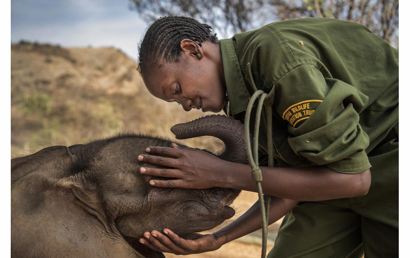 © Ami Vitale (National Geographic), Warriors Who Once Feared Elephants Now Protect Them - I miejsce w kategorii NATURE STORIES / Osierocone i porzucone słonie zostają zrehabilitowane i zwrócone na wolność w Reteti Elephant Sanctuary w północnej Kenii.