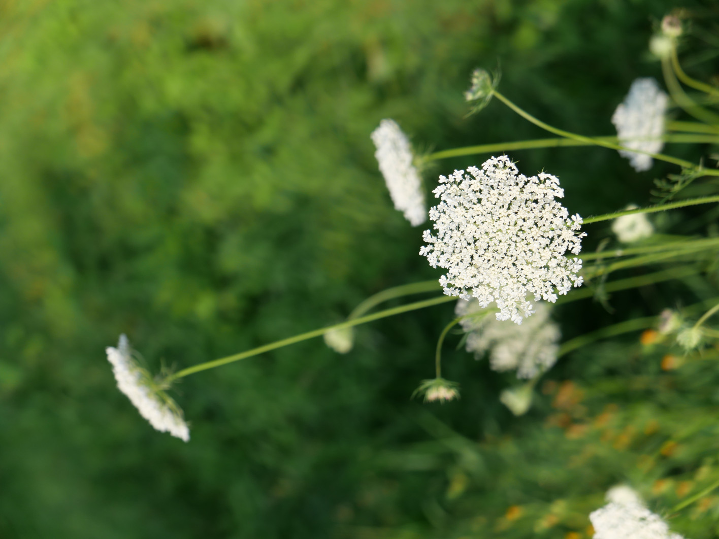 1/1300 s, f/2.8, ISO 200, 34.0 mm
