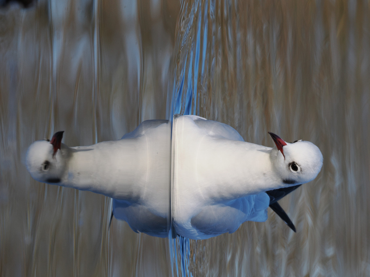 1/1000 s, f/8, ISO 800, 400.0 mm