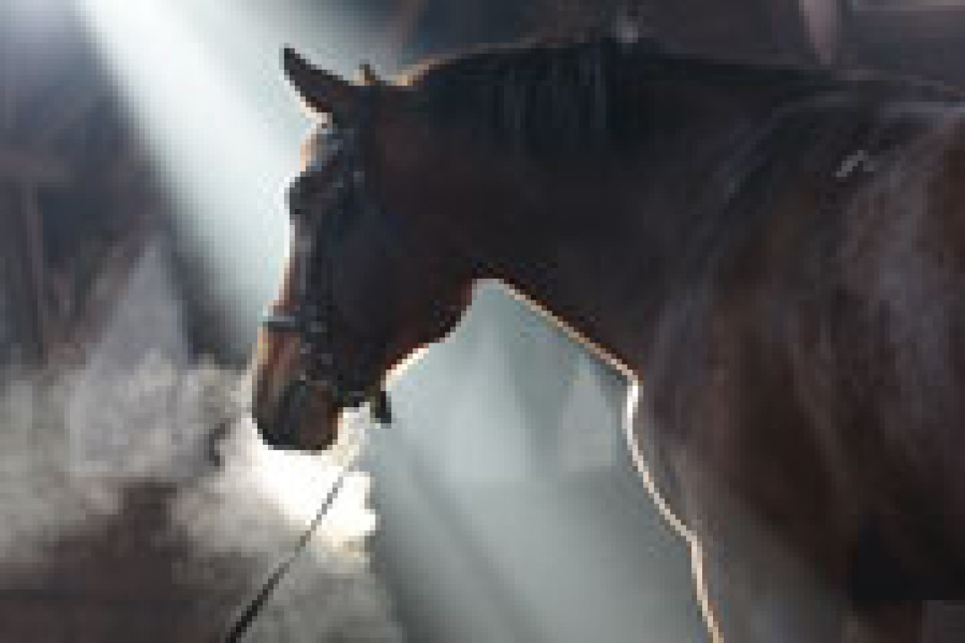 Sony A550 - opinia Małgorzaty Żółtańskiej