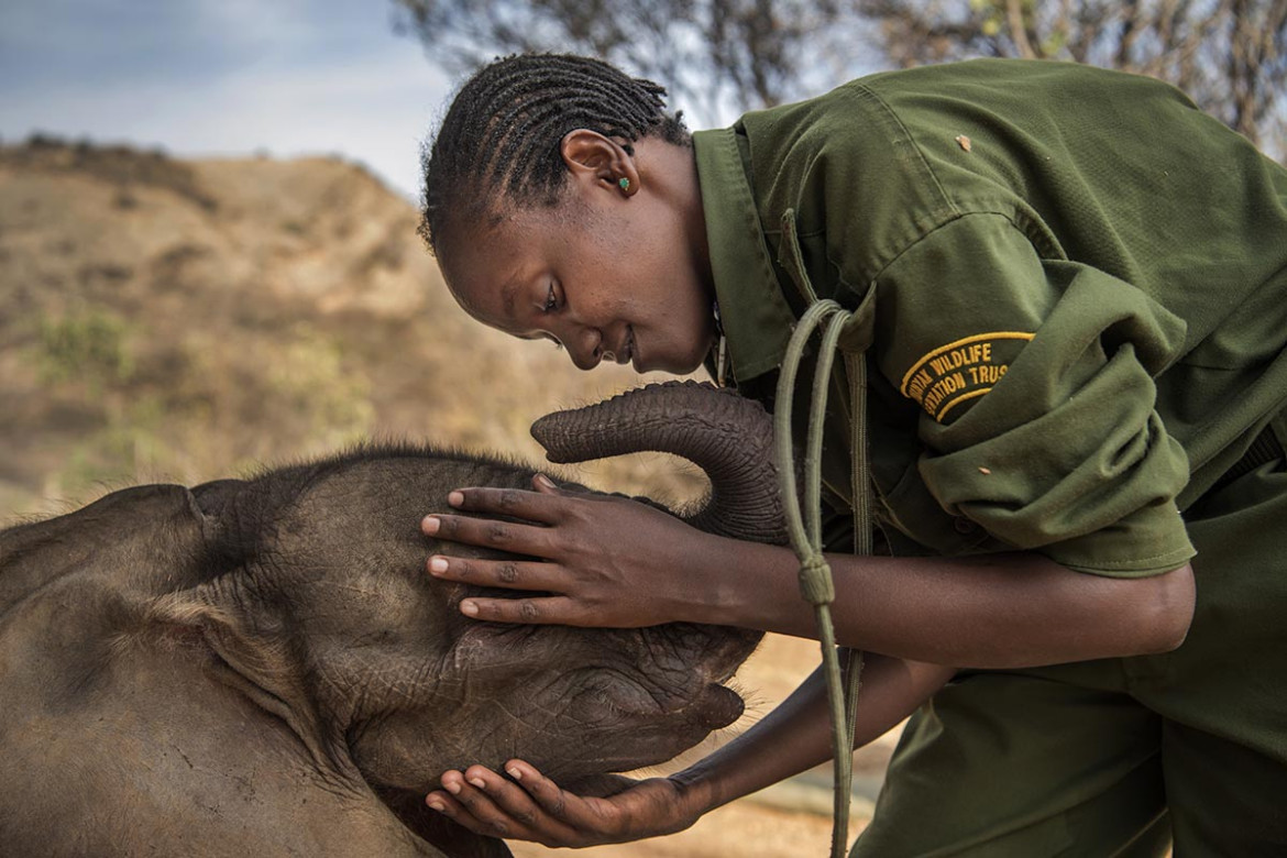 © Ami Vitale (National Geographic), "Warriors Who Once Feared Elephants Now Protect Them" - I miejsce w kategorii NATURE STORIES / Osierocone i porzucone słonie zostają zrehabilitowane i zwrócone na wolność w Reteti Elephant Sanctuary w północnej Kenii.