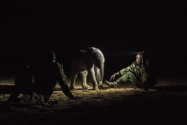 © Ami Vitale (National Geographic), "Warriors Who Once Feared Elephants Now Protect Them" - I miejsce w kategorii NATURE STORIES / Osierocone i porzucone słonie zostają zrehabilitowane i zwrócone na wolność w Reteti Elephant Sanctuary w północnej Kenii.