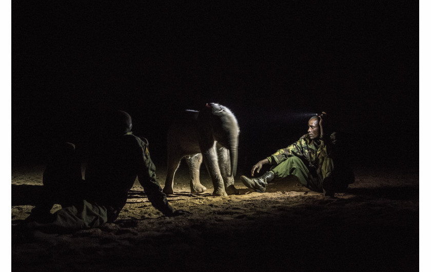 © Ami Vitale (National Geographic), Warriors Who Once Feared Elephants Now Protect Them - I miejsce w kategorii NATURE STORIES / Osierocone i porzucone słonie zostają zrehabilitowane i zwrócone na wolność w Reteti Elephant Sanctuary w północnej Kenii.