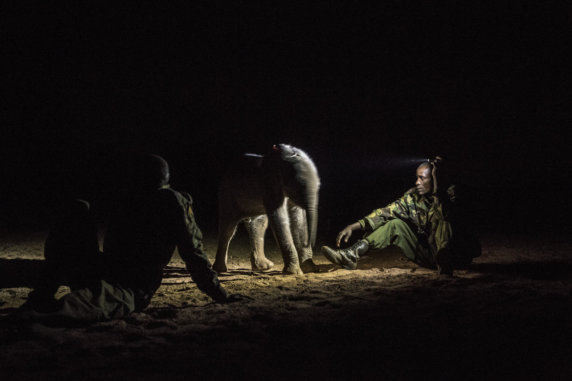 © Ami Vitale (National Geographic), "Warriors Who Once Feared Elephants Now Protect Them" - I miejsce w kategorii NATURE STORIES / Osierocone i porzucone słonie zostają zrehabilitowane i zwrócone na wolność w Reteti Elephant Sanctuary w północnej Kenii.
