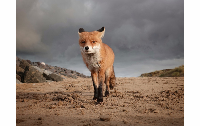 fot. Marleen Van Eijk, wyróżnienie w konkursie Sony World Photography Awards 2020