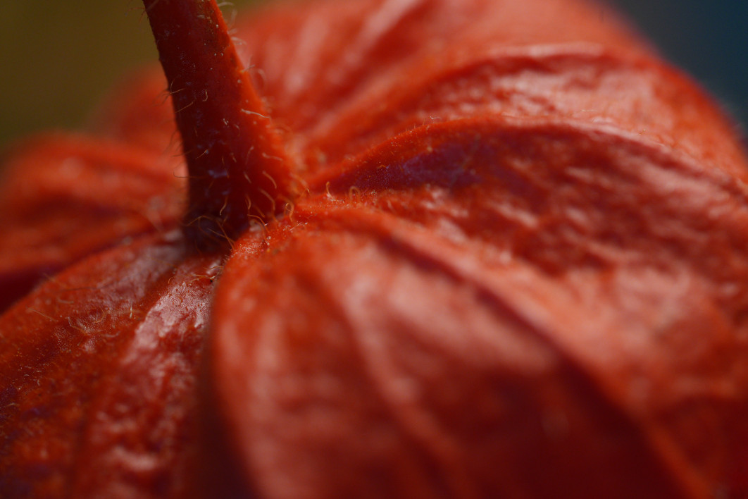 1/125 s, f/5.6, ISO 2500, 100.0 mm