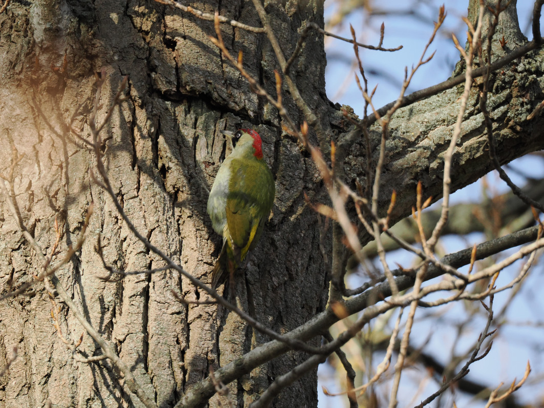 1/1600 s, f/6.3, ISO 1600, 400.0 mm