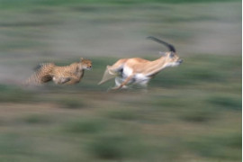 copyright  Thomas D. Mangelsen (USA) Gepard ścigający gazelę Granta