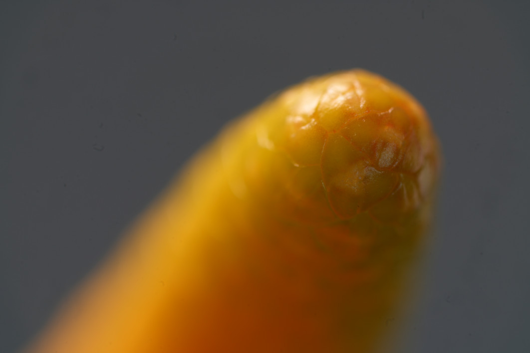 0.6 s, f/8, ISO 100, 200.0 mm