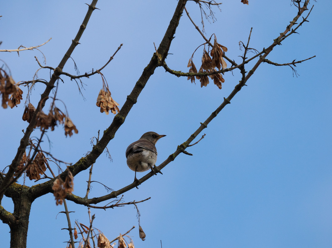 1/2000 s, f/8, ISO 1600, 400.0 mm