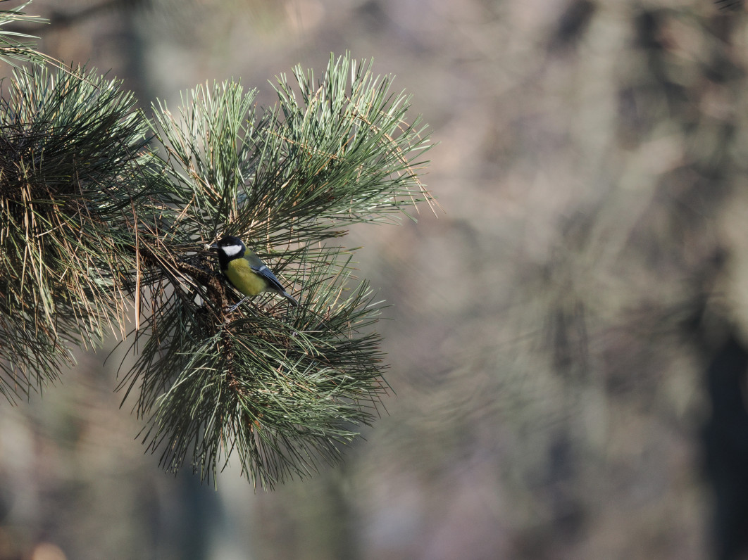 1/800 s, f/6.3, ISO 1600, 400.0 mm