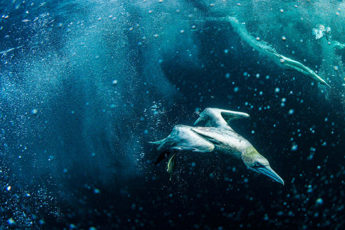 Kategoria: Zdjęcia pojedyncze - środowisko. Autor: Marcin Dobas dla „National Geographic Polska”
Głuptaki potrafią nurkować do wody z wysokości 30 m, osiągając prędkość 100 km/h ,gdy uderzają w taflę wody. Dzięki temu są w stanie łapać ryby na dużo większej głębokości niż większość ptaków.⁠