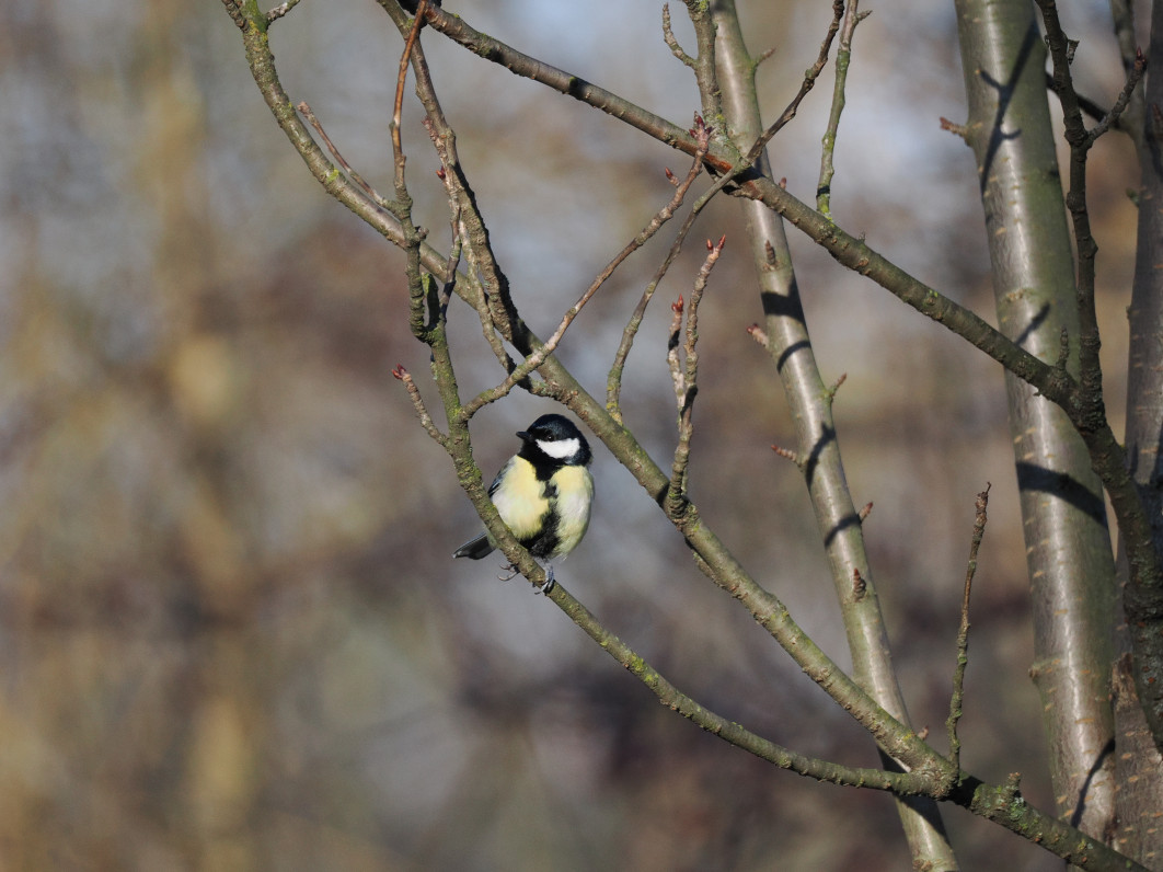 1/2500 s, f/6.3, ISO 1600, 400.0 mm