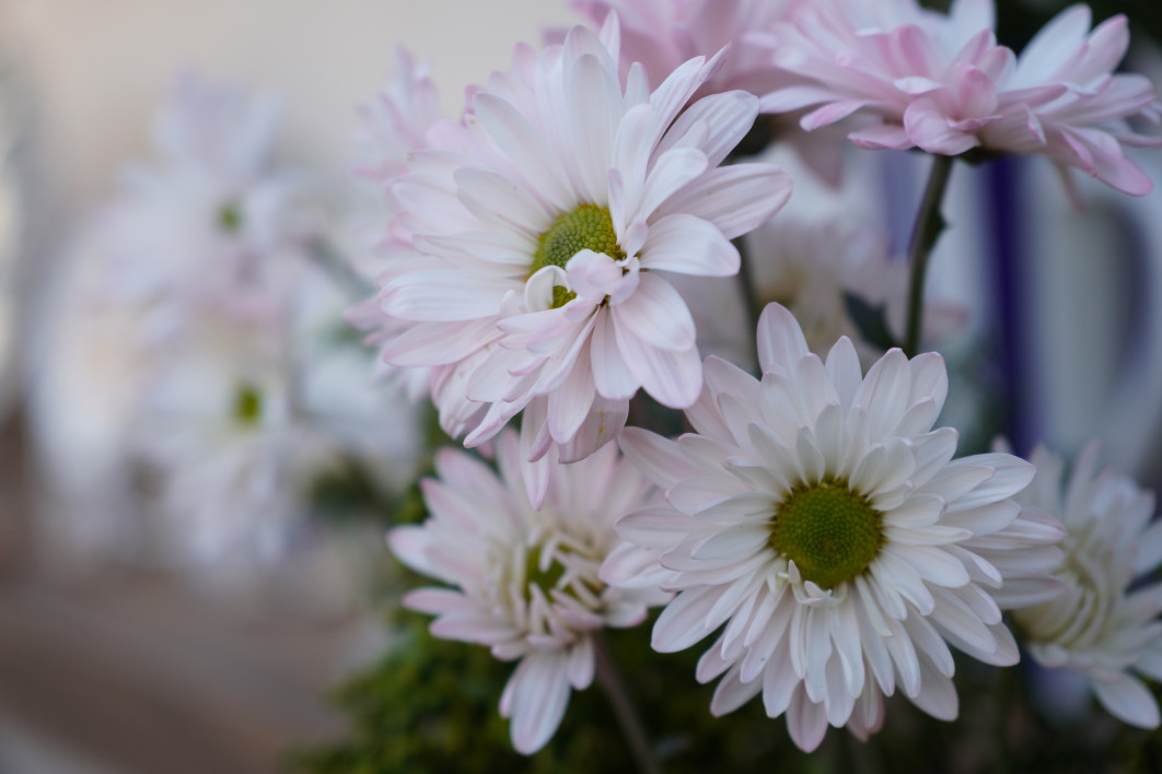 1/250 s, f/2.8, ISO 100, 50.0 mm
