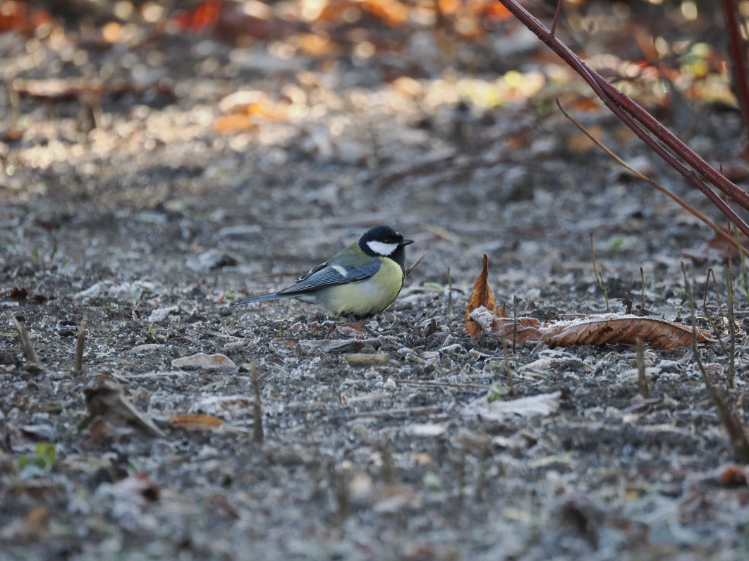 1/400 s, f/6.3, ISO 1600, 400.0 mm