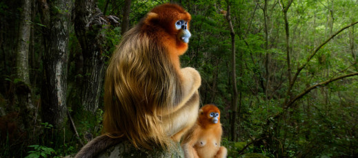 Piękna i zagrożona - natura na zdjęciach zwycięzców Wildlife Photographer of the Year 2018