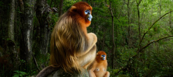 Piękna i zagrożona - natura na zdjęciach zwycięzców Wildlife Photographer of the Year 2018