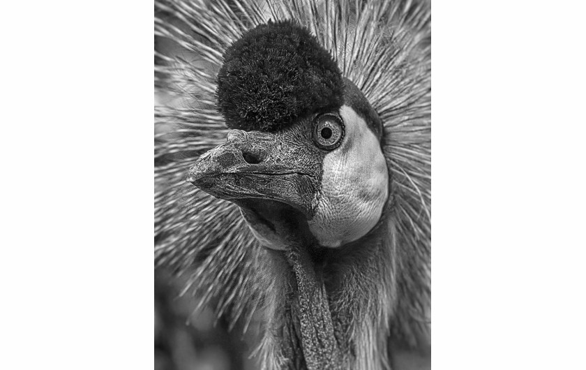 fot. Krzysztof Jabłonowski, wyróżnienie w kategorii Nature / Monochrome Awards 2019