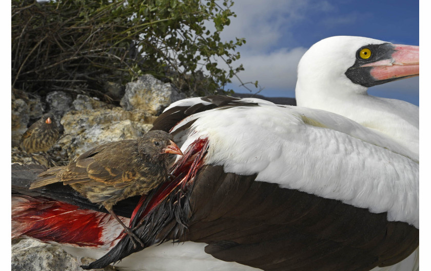 fot. Thomas P. Peschak, 1. nagroda w kategorii Behaviour: Birds / WPOTY 2018

Gdy na Wyspie Wilczej w archipelagu Galapagos zaczyna brakować pożywienia, ostrodziobe darwinki czarne zamieniają się w wampiry. Ich celem stają się głuptaki i inne duże ptaki zamieszkujące płaskowyż.

Na wyspie nie ma stałego źródła wody a opady są niewielkie. Dieta darwinków bazuje na nasionach i insektach. Gdy susza zabiera im pożywienie, by przeżyć dziobią i zaczynają pić krew swych większych towarzyszy.

Kiedyś widziałem jak na raz w ten sposób posilało się 6-7 ptaków - mówi fotograf. - Głuptaki wydają się jednak tolerować to zachowanie. Zwykle nie ruszają się z miejsca, by nie odsłaniać jaj i młodych przed słońcem, ale zachowanie darwinków nie wydaje się powodować u nich długoterminowego uszczerbku na zdrowiu.