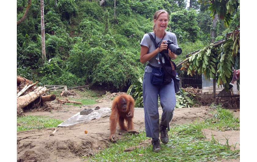 fot. Dessi Ariy. Suzanne Plunkett ścigana przez orangutana (który mógł wyczuć baton granoli w mojej torbie z aparatem), dokumentuje powódź, podczas zlecenia dla Associated Press na Sumatrze w Indonezji, czwartek, 6 listopada 2003 r.

Oswojone orangutany, które polegają na regularnym karmieniu, musiały same sobie radzić, odkąd powódź zniszczyła ich dom w Centrum Rehabilitacji Bukit Lawang Orangutan.
