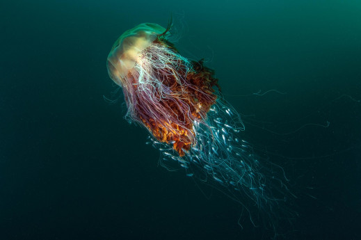 Najnowsza edycja British Wildlife Photography Awards otwarta na zgłoszenia