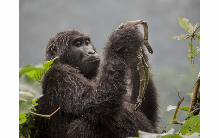 fot. Ricardo Nunez Montero, 1. nagroda w kategorii Behaviour: Mammals / WPOTY 2018

Kuhirwa, młoda samica z rodziny górskich goryli Nkuringo w Ugandzie nie może rozstać się ze swoim martwym potomstwem. Dopiero po chwili fotograf zorientował się co samica trzyma w rękach. Przewodnicy twierdzą, że poród nastąpił podczas złej pogody, a młode umarło z wyziębienia.

Z początku matka traktowała swoje młode jak żywe, tuląc je i nosząc na grzbiecie jak inne samice. Po kilku tygodniach zaczęła zjadać resztki ciała - zachowanie, które przewodnicy widzieli wcześniej tylko raz.

Zachowanie Kuhirwy nie jest dalekie od tego jak śmierć bliskich przeżywają inne gatunki. Od słoni, uderzających kości martwych towarzyszy, po delfiny, które nie chcą dopuścić do opadnięcia martwych krewnych na dno - mamy wystarczająco wiele przykładów, by wierzyć, że zwierzęta także przeżywają żałobę.