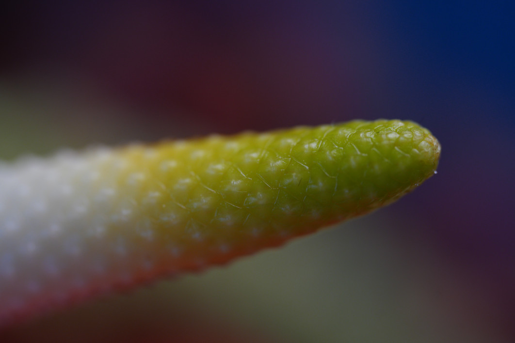 1/320 s, f/2.8, ISO 800, 100.0 mm