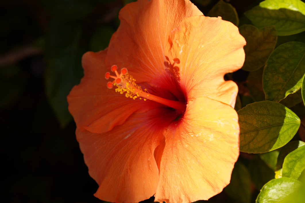 1/250 s, f/5, ISO 100, 50.0 mm