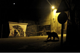 fot. Marco Colombo, 1. nagroda w kategorii Urban Wildlife / WPOTY 2018

Gdy Marco przemierzał powoli ulice wioski Abruzzo we włoskim Apeninach, jego uwagę zwrócił niecodzienny widok. W cieniu nocy po ulicach buszował niedźwiedź brunatny. 

Większość niedźwiedzi trzyma się z dala od ośrodków ludzkich. Gdy jednak nadciąga sezon zimowy, niektóre osobniki wypuszczają się dalej na poszukiwanie pożywienia, które pozwoliłoby im przygotować się na hibernację, co naraża je na niebezpieczeństwo zderzenia z samochodem lub zatrucia. Biorąc pod uwagę, że w regionie żyje już raptem około 50 osobników, każdą śmierć jest dla natury katastrofą. 