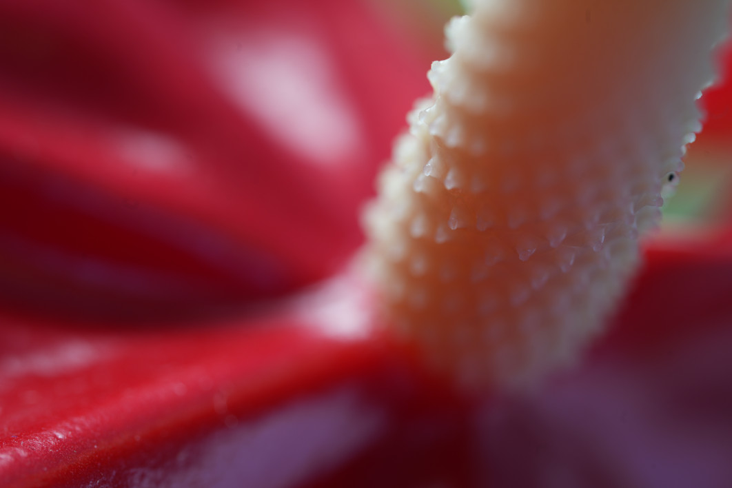 0.4 s, f/6.3, ISO 100, 100.0 mm