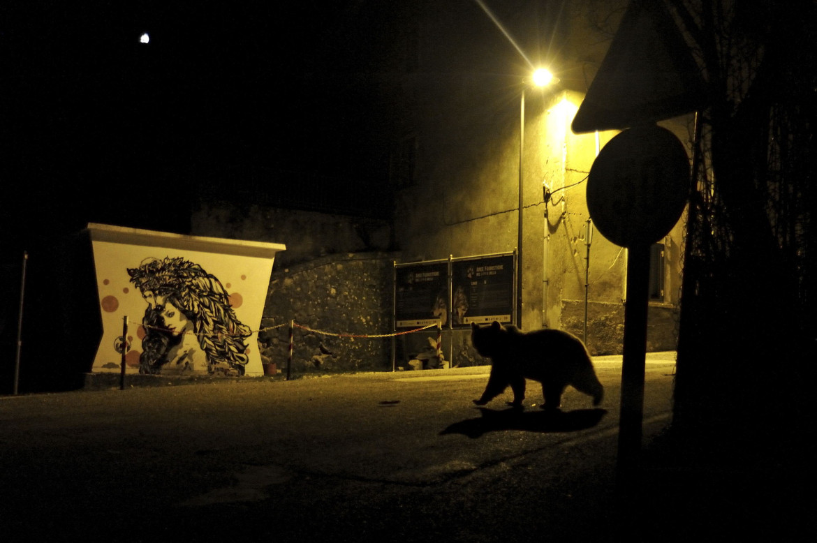 fot. Marco Colombo, 1. nagroda w kategorii Urban Wildlife / WPOTY 2018

Gdy Marco przemierzał powoli ulice wioski Abruzzo we włoskim Apeninach, jego uwagę zwrócił niecodzienny widok. W cieniu nocy po ulicach buszował niedźwiedź brunatny. 

Większość niedźwiedzi trzyma się z dala od ośrodków ludzkich. Gdy jednak nadciąga sezon zimowy, niektóre osobniki wypuszczają się dalej na poszukiwanie pożywienia, które pozwoliłoby im przygotować się na hibernację, co naraża je na niebezpieczeństwo zderzenia z samochodem lub zatrucia. Biorąc pod uwagę, że w regionie żyje już raptem około 50 osobników, każdą śmierć jest dla natury katastrofą. 