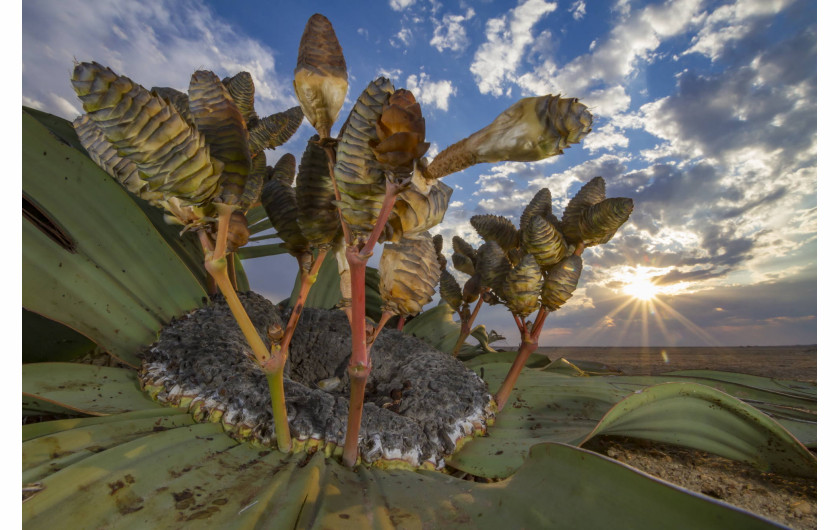 fot. Jen Guyton, 1. nagroda w kategorii Plants & Funghi / WPOTY 2018

Łodygi welwiczji przedziwnej górują nad pustynią Namib. W ciągu swojego życia welwiczja wykształca zaledwie dwa liście mogące osiągać nawet 6 metrów długości. Przyrastając u nasady, z biegiem lat stają się coraz bardziej skręcone i postrzępione. Pękają na podłużne pasy. Nigdy nie zrzucane, żyją wraz z całą rośliną kilkaset lat – najdłużej ze wszystkich liści. Służą magazynowaniu zapasów węgla w sprzyjających warunkach, dzięki czemu rośliny mogą przeżyć długie okresy susz.