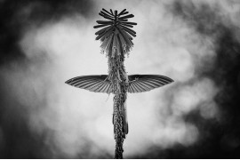 fot. Jan van der Greef, 1. nagroda w kategorii Black & White / WPOTY 2018

Podczas swojego tygodniowego pobytu w południowym Peru, fotograf zaczął obserwować kolibry w ogrodzie swojego hotelu. Zauważył, że podczas spijania nektaru z kwiaty trytomy, obserwowany pod pewnym kątem, na ułamek sekundy formuje razem z nim abstrakcyjny krzyż. Uchwycenie zadowalającego kadru zajęło fotografowi dwa dni.