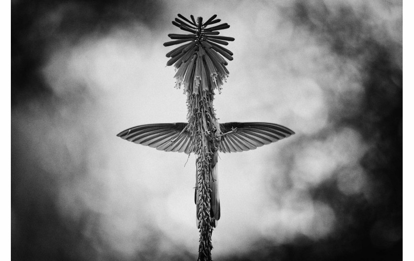 fot. Jan van der Greef, 1. nagroda w kategorii Black & White / WPOTY 2018

Podczas swojego tygodniowego pobytu w południowym Peru, fotograf zaczął obserwować kolibry w ogrodzie swojego hotelu. Zauważył, że podczas spijania nektaru z kwiaty trytomy, obserwowany pod pewnym kątem, na ułamek sekundy formuje razem z nim abstrakcyjny krzyż. Uchwycenie zadowalającego kadru zajęło fotografowi dwa dni.