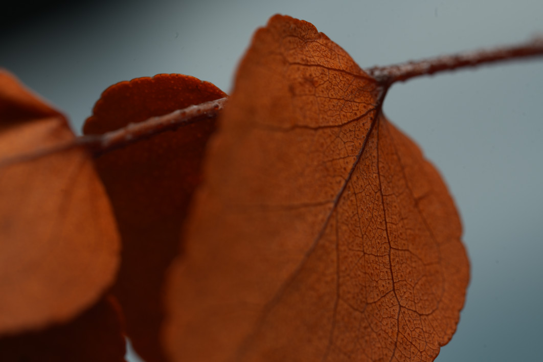 0.5 s, f/8, ISO 100, 100.0 mm