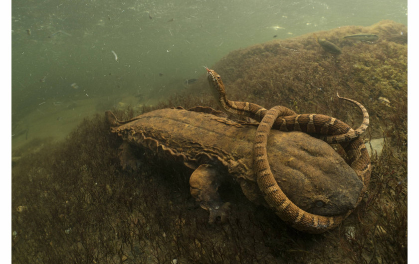 fot. David Herasimtschuk, 1. nagroda w kategorii Behaviour: Amphibians and Reptiles / WPOTY 2018

Z początku nie wyglądało to na szczęśliwy dzień dla zaskrońca amerykańskiego, który znalazł się w paszczy skrytoskrzela. Tę niecodzienną sceną, fotograf uchwycić dryfując na rzece Tellico w stanie Tennessee.

Populacja skrytoskrzeli znacznie zmalazła na przestrzeni lat, głównie ze względu na niszczenie ich środowiska naturalnego. Oddychające głównie przez skóre i szukające schronienia w skalnych wyłomach, preferują zimne czyste wody rzek i potoków. Ich obecność świadczy o dobrym stanie ekosystemów wodnych.

- Wyglądało na to, że wąż nie ma szans - wspomina fotograf - Po chwili zacisnął on jednak ciało na głowie skrytoszkrela. Gdy ten otworzył na chwilę szczękę, by poprawić chwyt, zaskroniec jednym ruchem uwolnił się z morderczego uścisku.