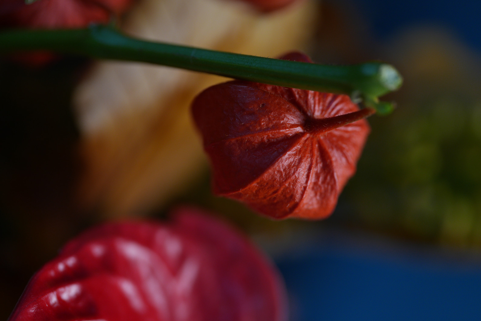 1/640 s, f/2.8, ISO 800, 100.0 mm