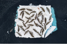 fot. Cristobal Serrano, 1. nagroda w kategorii Animals in their Environment / WPOTY 2018

Populacja fok krabojadów w dużej mierze opiera swoje życie o kry odrywające się od lodowców. To na nich odpoczywają, rozmnażają się i znajdują ukrycie przed zagrażającymi im drapieżnikami. Pod koniec lata, kry w kanale Errera na krańcu Półwyspu Antarktycznego stają się towarem luksusowym. 